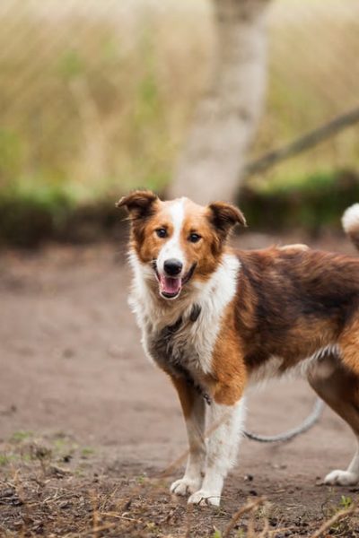 4 things you should take into consideration when buying a dog house