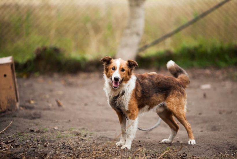 4 things you should take into consideration when buying a dog house