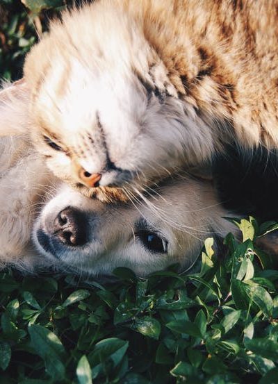 choosing your next pet dogs vs cats
