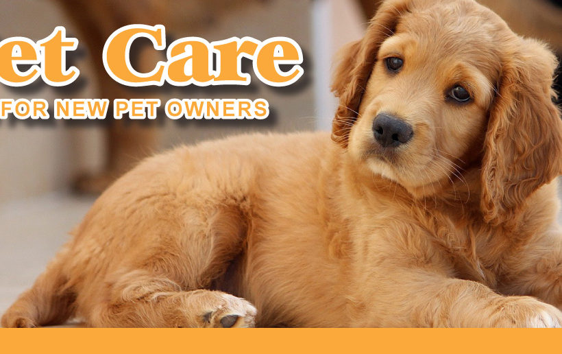 7 pet care tips for beginners