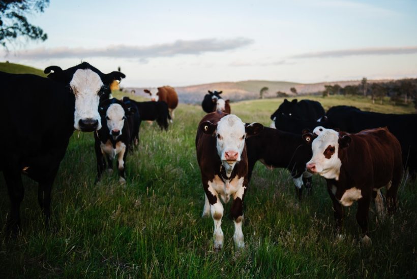 theres a better way to buy meat