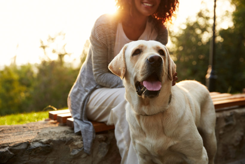 why your local vet is invaluable to your family