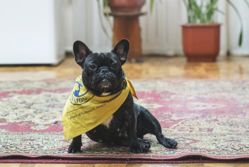 4 things to consider before getting a dog