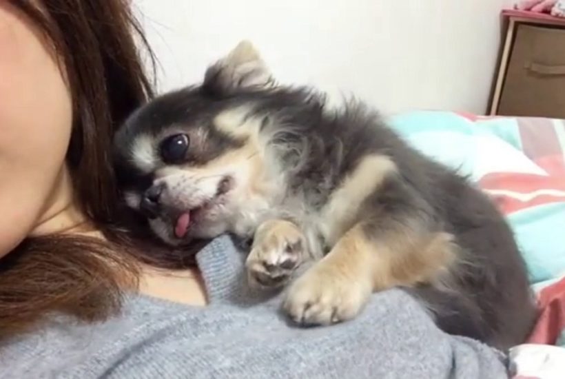 all creatures veterinary centre  helping your dog with separation anxiety