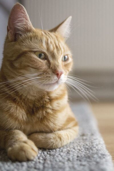 can you stop a cat throwing up