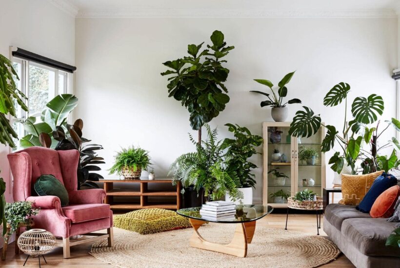 the benefits of adding plants to your living space